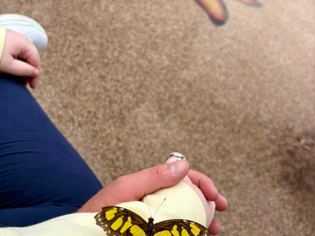 Wye Valley Butterfly Zoo-瓦伊河畔罗斯必去景点