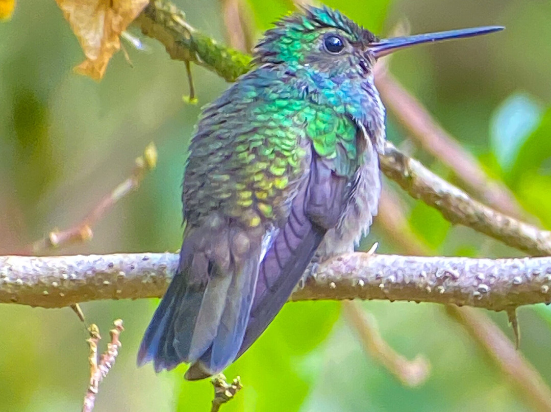 Osa Tour Costa Rica-Palmar Norte必去景点