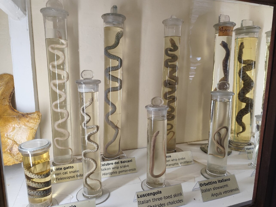 Museo di Storia Naturale dell'Accademia dei Fisiocritici-锡耶纳必去景点