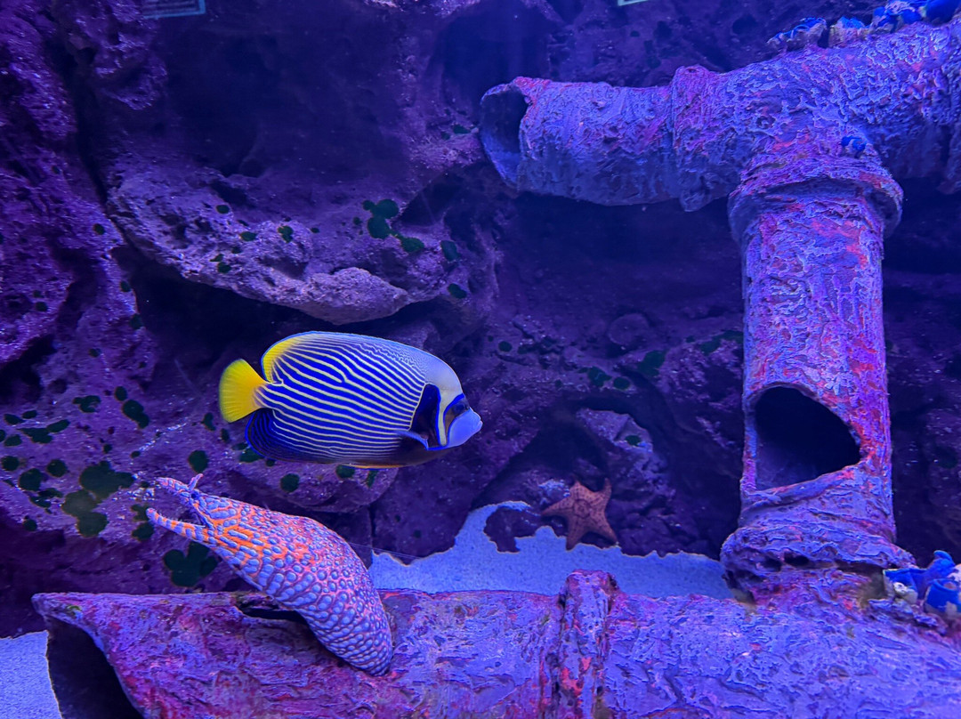 Daytona Aquarium & Rainforest Adventure-代托纳比奇必去景点