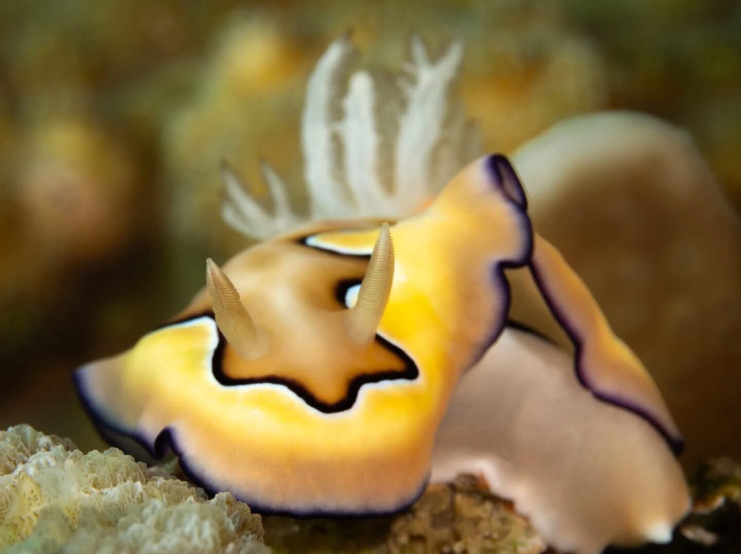 Divine Divers-Gili Meno必去景点