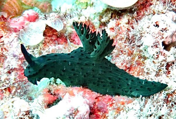 Orca Dive Club - Pereybere-Pereybere必去景点