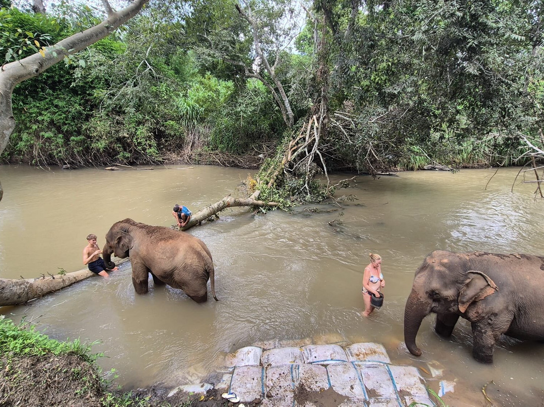 Elephant Sanctuary Care Park-清迈必去景点