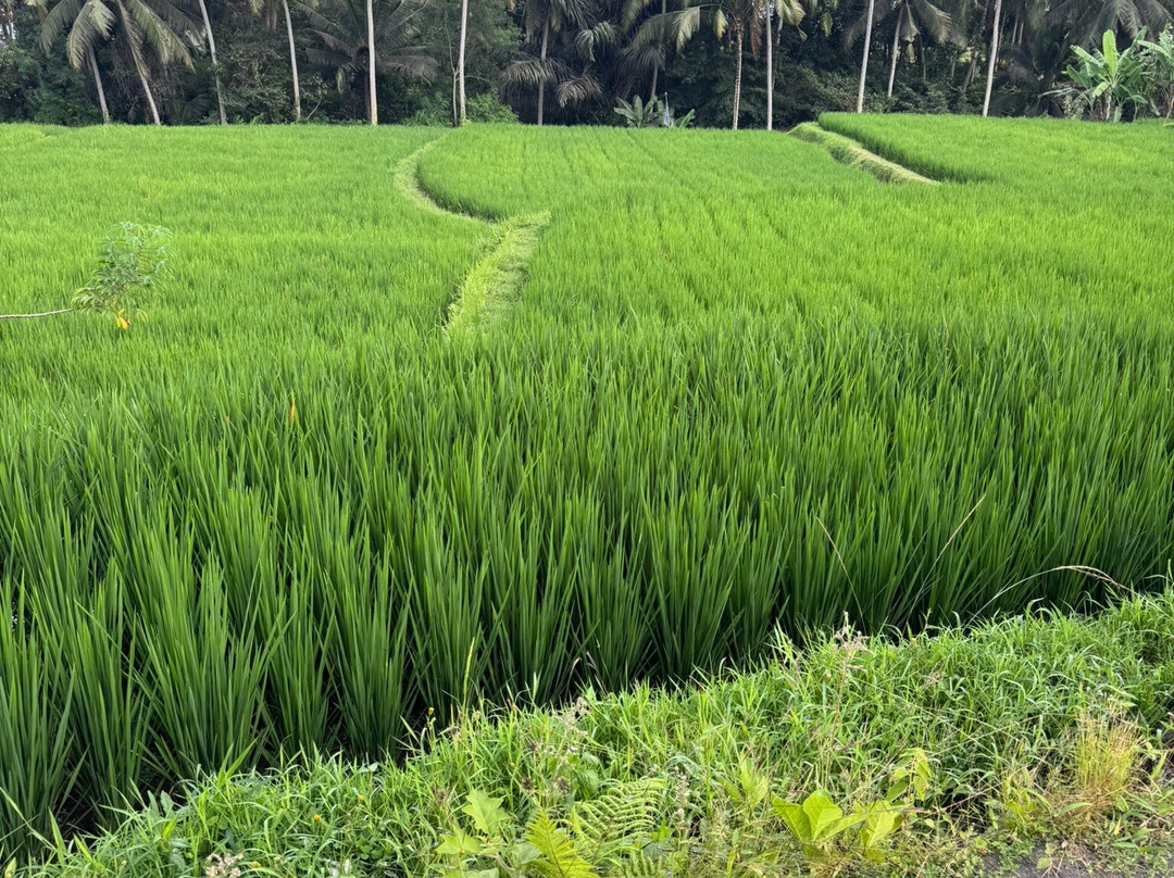 Happy Bali Tours-乌布必去景点