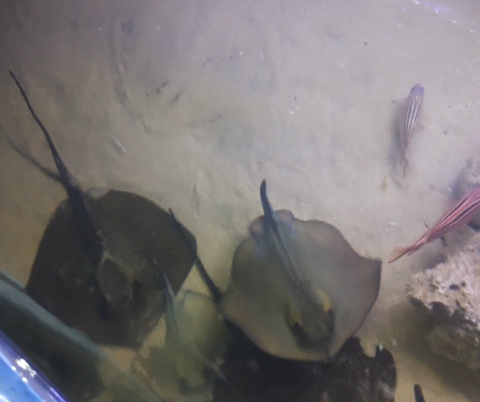 Aquarium Of Faliraki (Aquaworld)-Faliraki必去景点