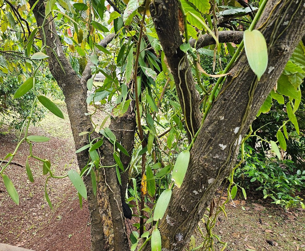 Laura's Herb & Spice Garden-St. George's必去景点