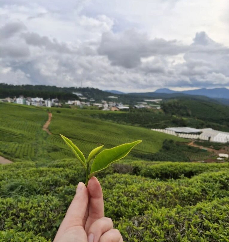 DaLat Day Tours-大勒必去景点