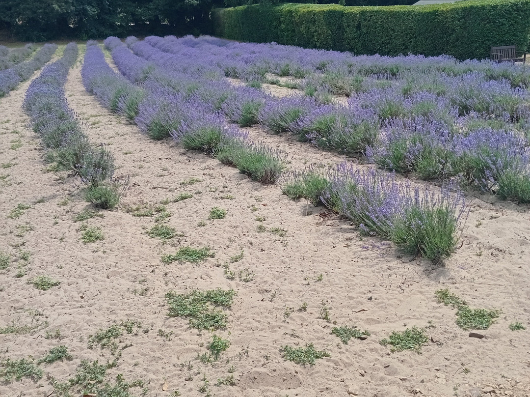 Jersey Lavender Farm-圣布雷拉德必去景点