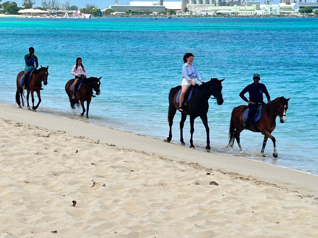 Sandy Turf Stables Barbados-Frere Pilgrim必去景点