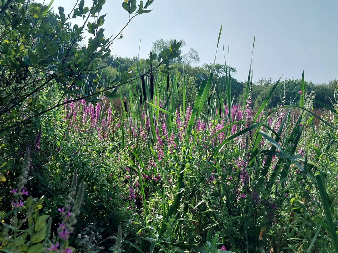 Marais du Quellen-Trebeurden必去景点