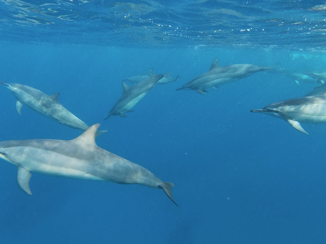 Dolphin Warrior-La Gaulette必去景点