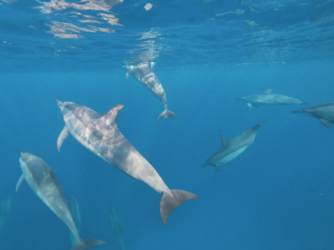 Dolphin Warrior-La Gaulette必去景点