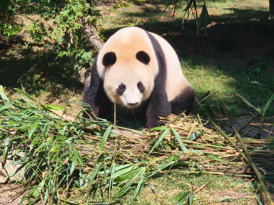 ZooParc de Beauval-圣艾尼昂必去景点
