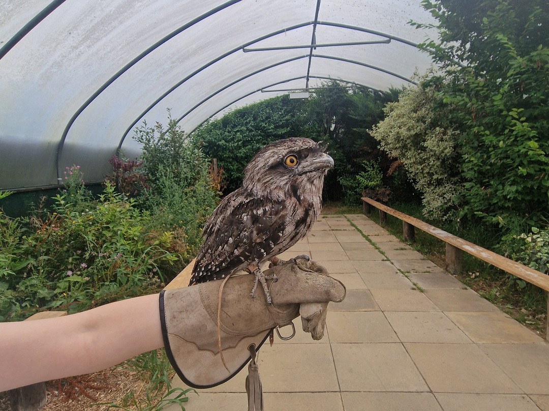 Baytree Owl and Raptor Centre-Spalding必去景点