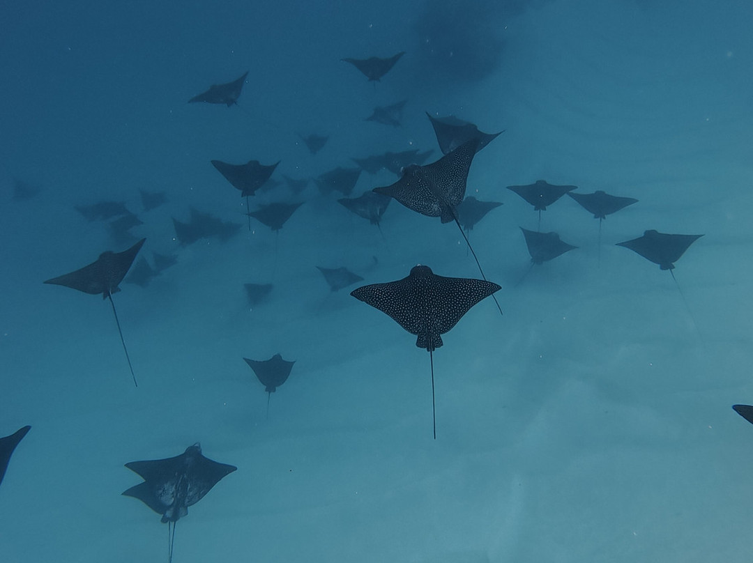 Sea Pace Rarotonga-堤堤卡维加必去景点
