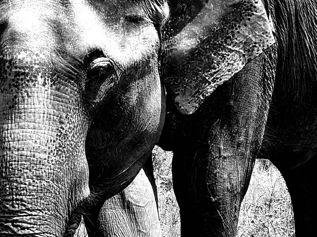 Loving Lanka Tours-康提必去景点
