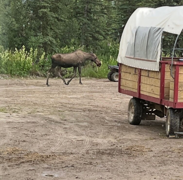 Denali Black Diamond Covered Wagon-Denali Park必去景点