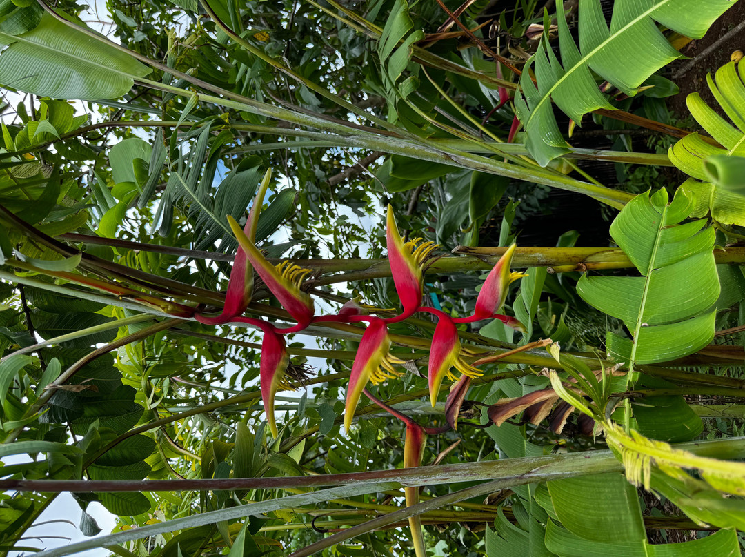 Kauai Mini Golf & Botanical Gardens-基拉韦厄必去景点
