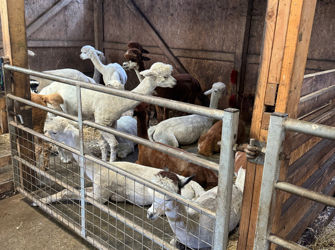 The Alpaca Trekking Centre-斯特灵必去景点