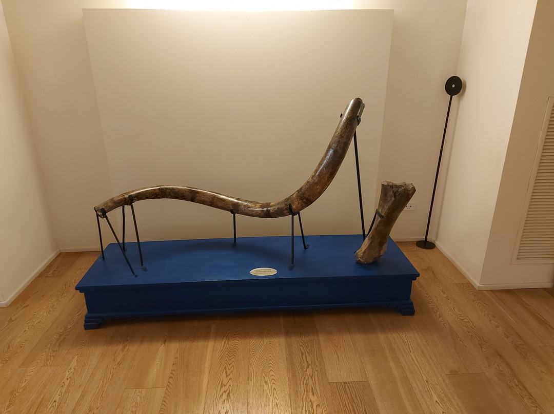 Museo Paleontologico di Montevarchi-蒙泰瓦尔基必去景点