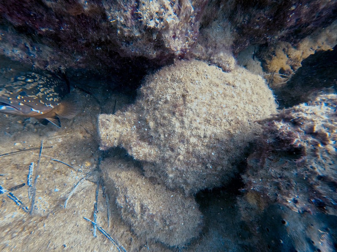 Hippocampus Dive Centre-巴厘必去景点