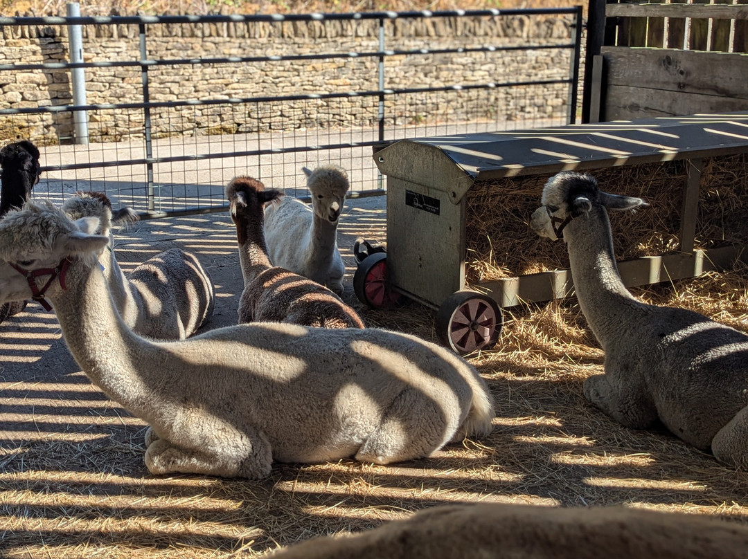 Cotswold Alpacas-切尔滕纳姆必去景点