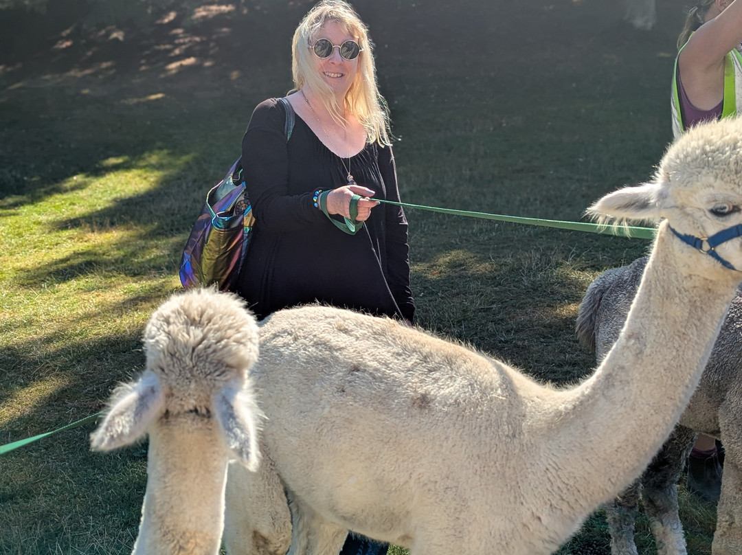 Cotswold Alpacas-切尔滕纳姆必去景点