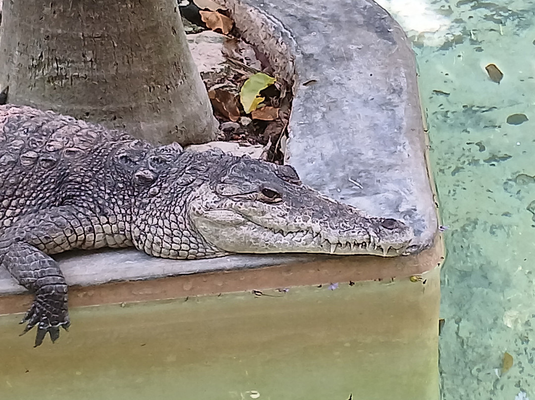 Croco Cun Zoo-从莫雷洛斯港必去景点