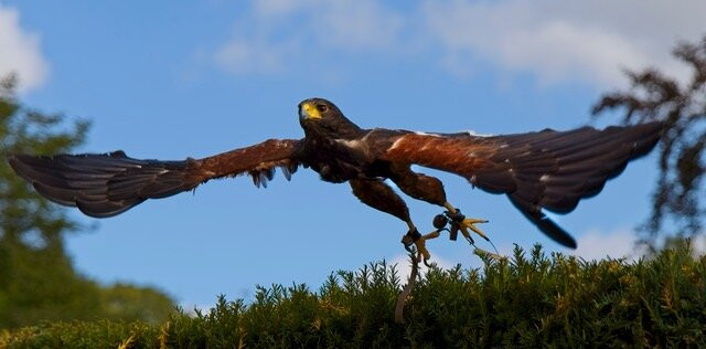The Hawking Centre-Boughton Lees必去景点