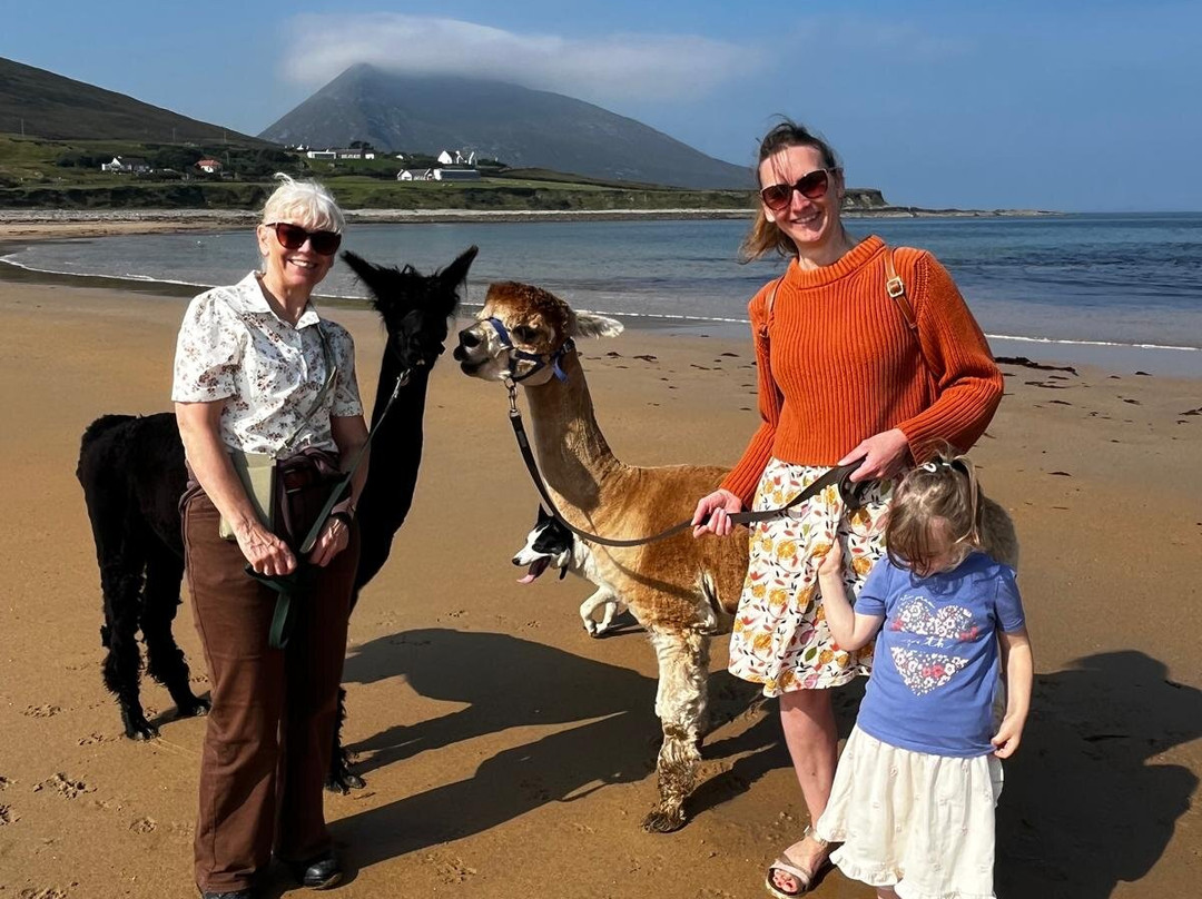 Achill Island Alpacas-Dugort必去景点