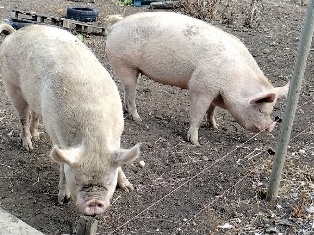Lee Valley Animal Adventure Park-沃尔萨姆阿比必去景点