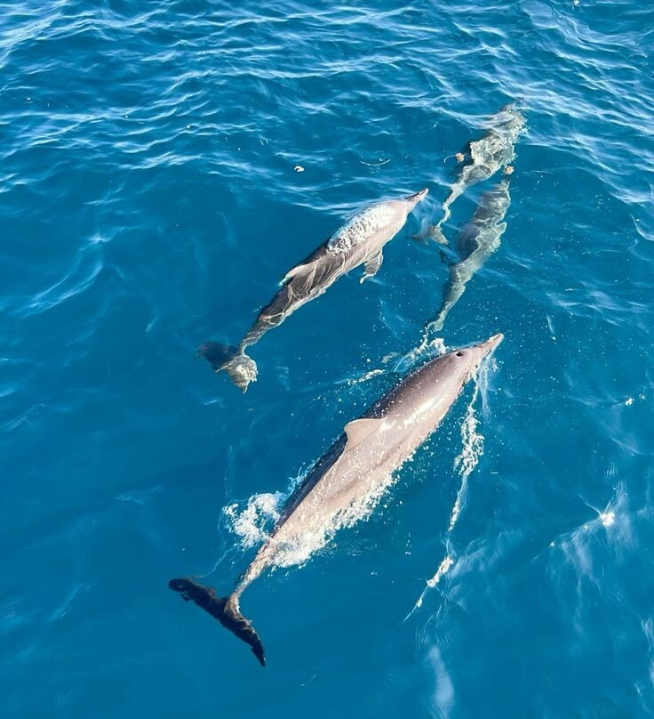 Wasini sea safaris-Wasini Island必去景点