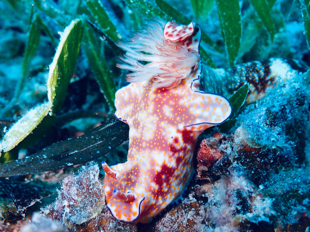 Dive Time Zanzibar-Kizimkazi必去景点