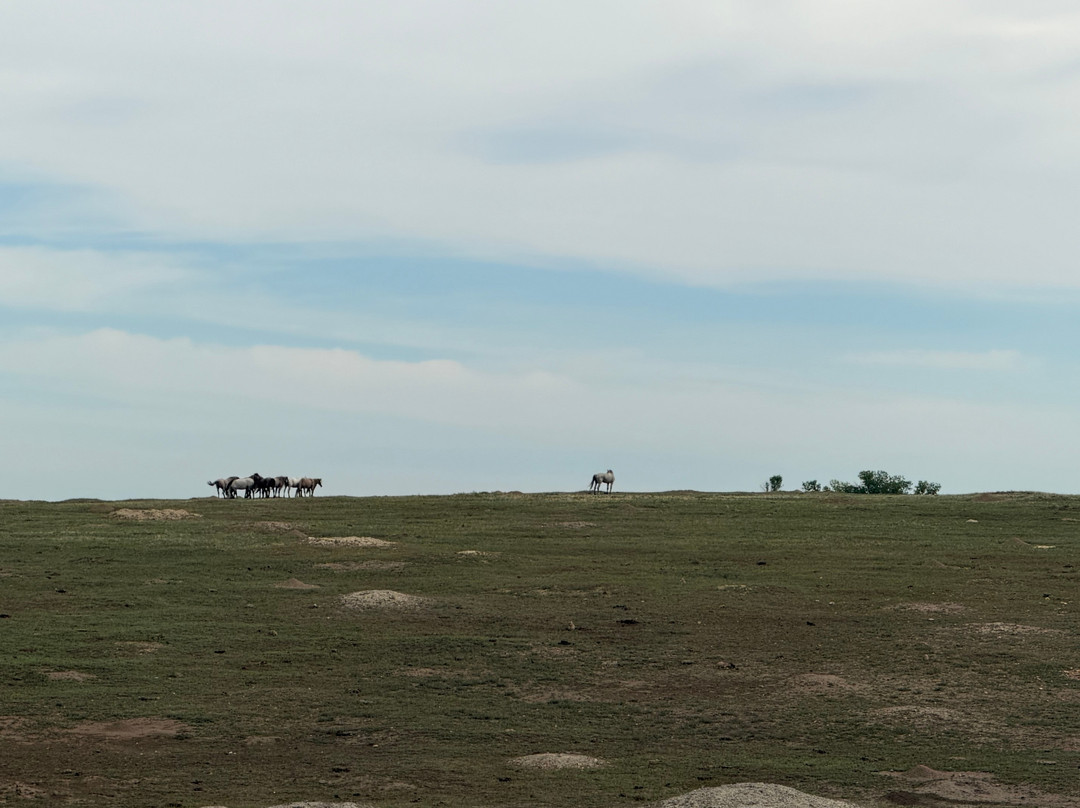 Theodore Roosevelt National Park-Medora必去景点