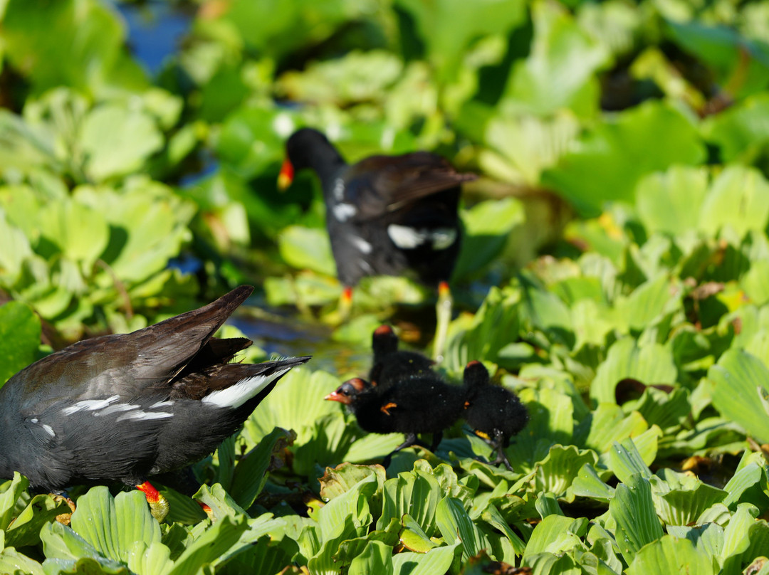 Airboat and Gator Charters-De Leon Springs必去景点