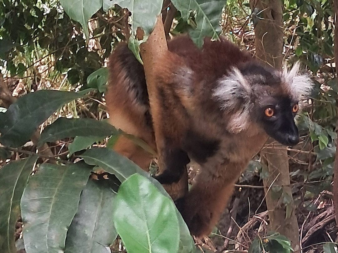 Black Lemur Sanctuary-Nosy Komba必去景点