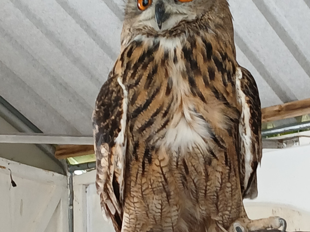 Falconry Experience Wales-Newtown必去景点