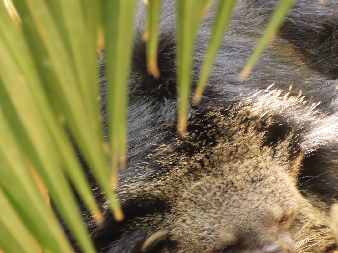 Bioparc Fuengirola-福恩吉罗拉必去景点