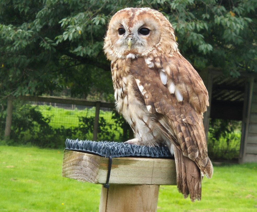 The Lake District Wildlife Park-Bassenthwaite必去景点