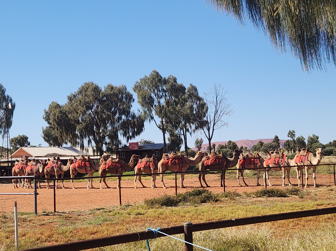 Uluru Camel Tours-尤拉拉必去景点
