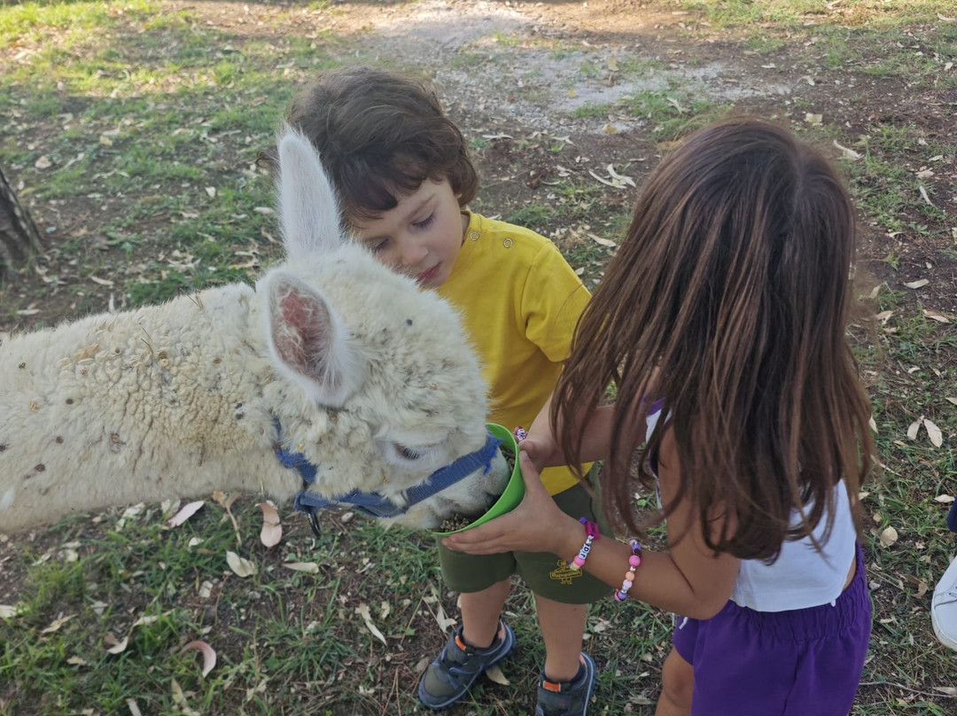 Berenice Glamping
