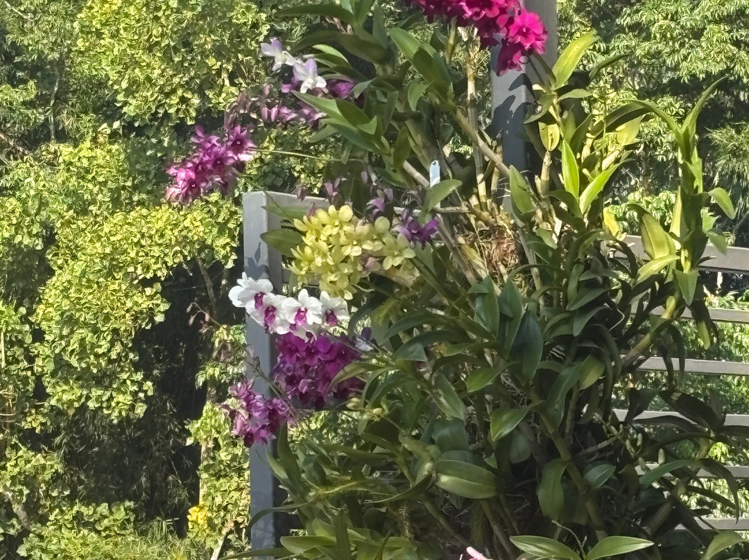Kaziranga National Orchid And Biodiversity Park-Hatikhuli必去景点