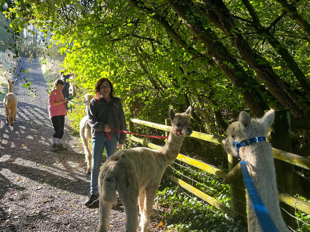 Popham Farm Alpaca Trekking-索尔塔什必去景点
