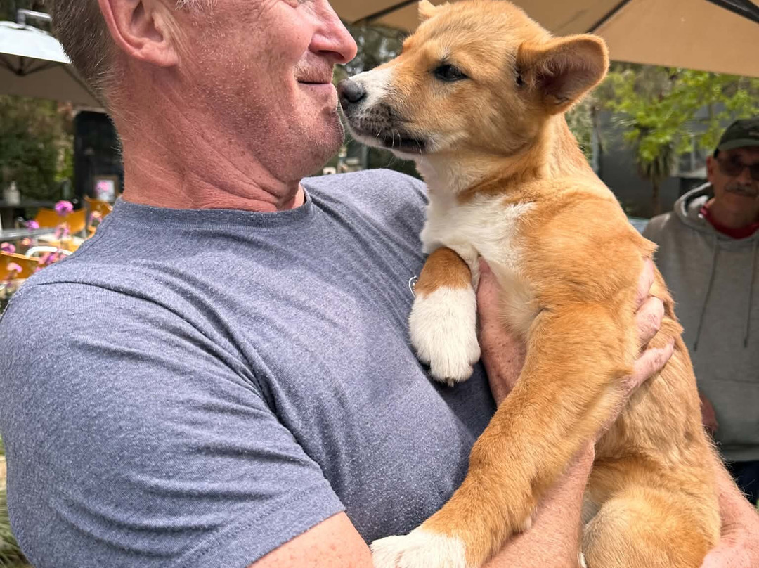 Jirrahlinga Dingo Conservation & Wildlife Education Centre-Chewton必去景点