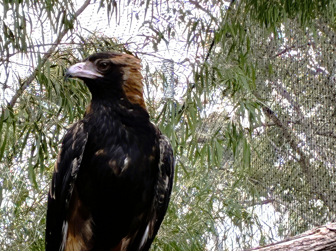 Capes Raptor Centre-玛格丽特河必去景点