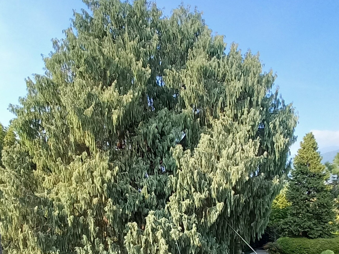 Giardini Botanici dell'Isola Madre-斯特雷萨必去景点