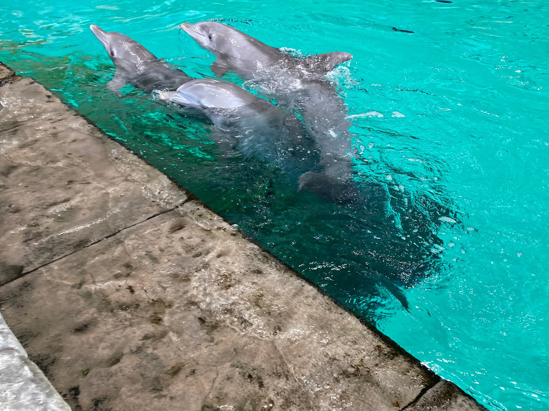 SeaWorld Yas Island Abu Dhabi-阿布扎比必去景点