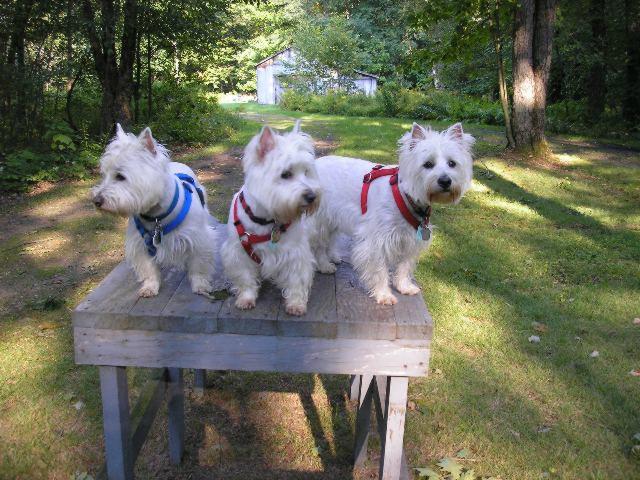 德索托假日旅馆-客卧