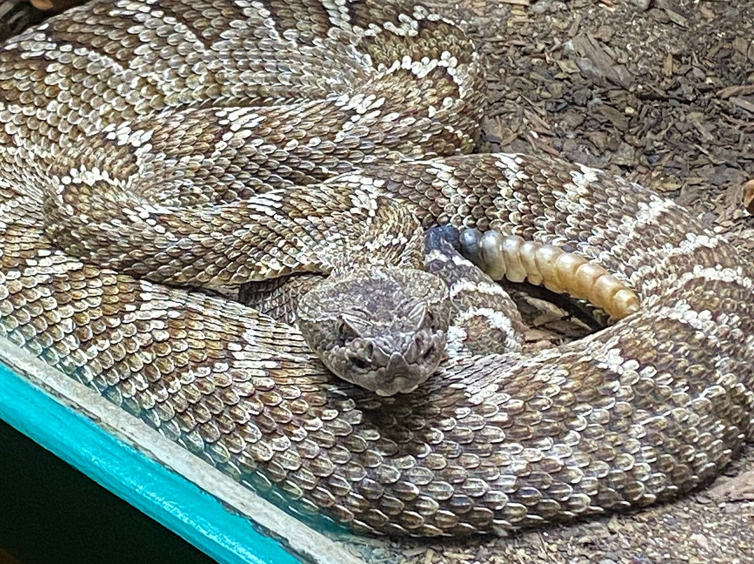 American International Rattlesnake Museum-阿尔伯克基必去景点