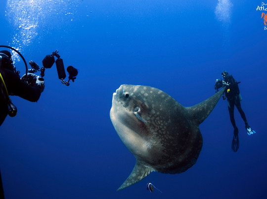 巴厘岛亚特兰蒂斯潜水中心